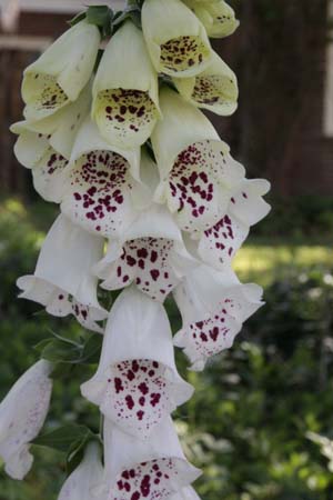 DIGITALIS purpurea 'Pam's Choice'