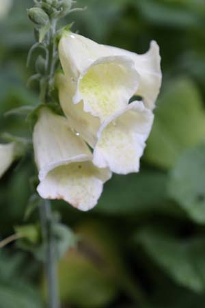 DIGITALIS purpurea 'Lemoncello'