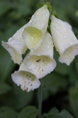 Digitalis purpurea 'Lemoncello'