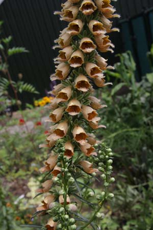 DIGITALIS stewartii