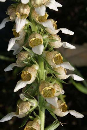 Digitalis trojana