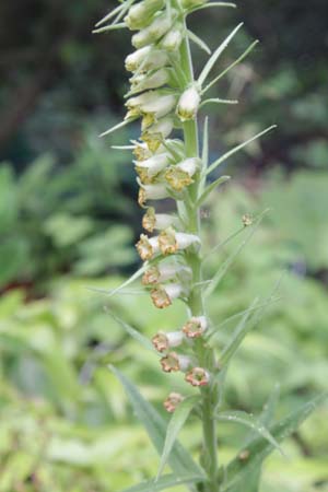 DIGITALIS viridiflora (coll. Servië)