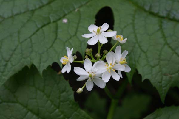 Diphylleia cymosa