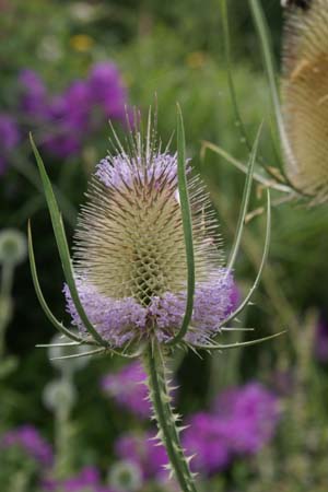 Dipsacus