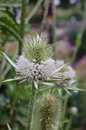 Dipsacus laciniatus