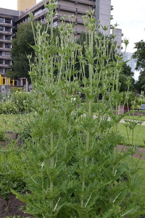 Dipsacus laciniatus