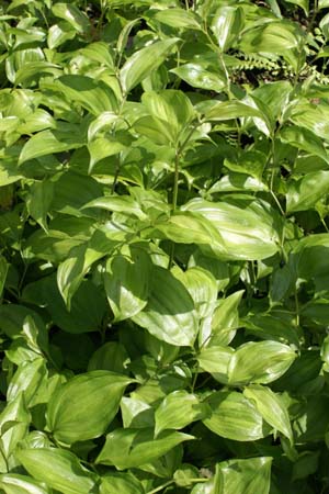 DISPORUM cantoniense 'Aureovariegata'