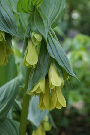 Disporum flavens