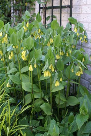 Disporum flavens (Hort.)