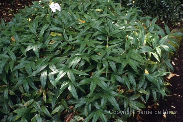 Disporopsis pernyi