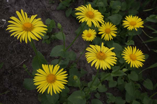 Doronicum pardalianches