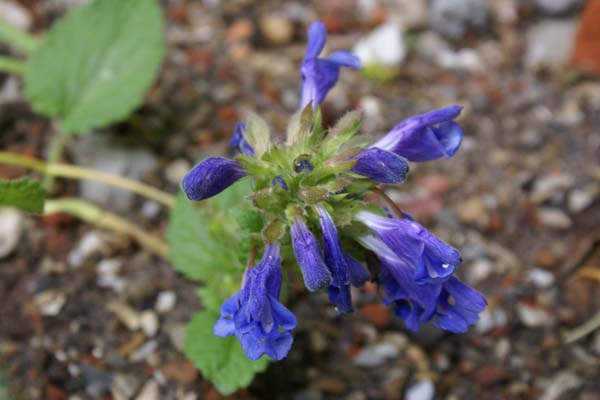 DRACOCEPHALUM aff. grandiflorum