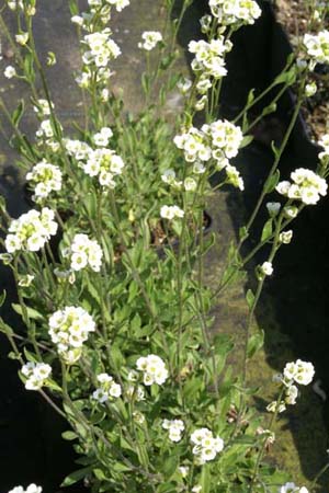 Draba
