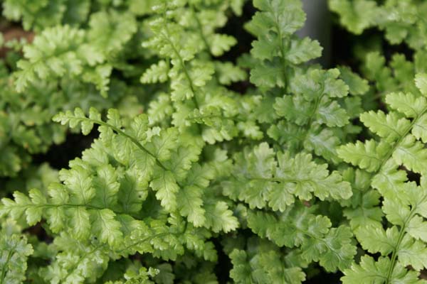 Dryopteris affinis 'Pinderi'