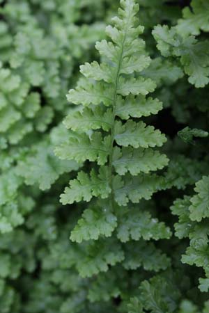 Dryopteris affinis 'Barnesii'