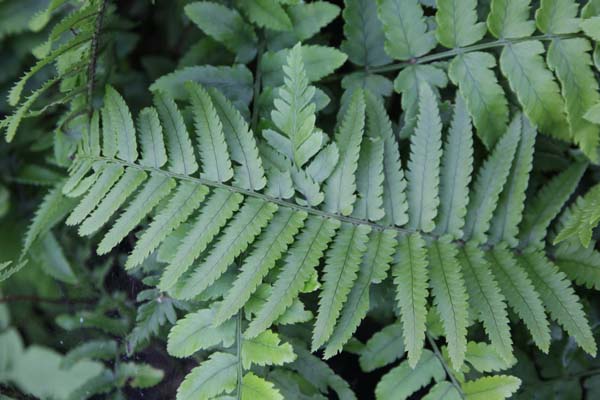 Dryopteris atrata