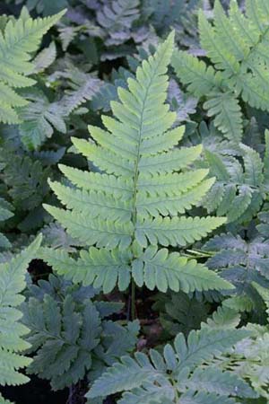 Dryopteris coreana-montana