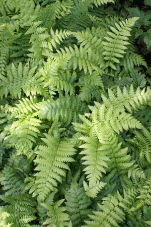 Dryopteris crassirhizoma
