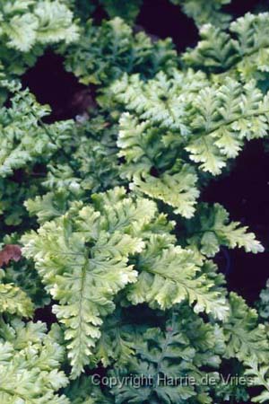 Dryopteris dilatata 'Crispa Whiteside'