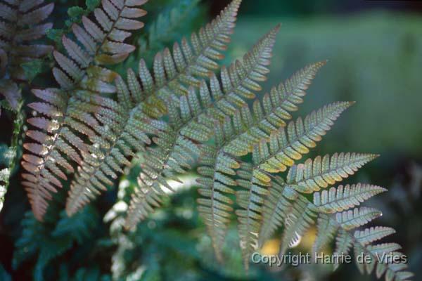 Dryopteris erythrosora
