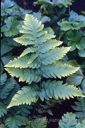 Dryopteris goldiana