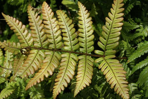 Dryopteris lepidopoda