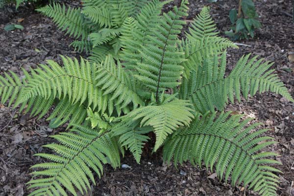 Dryopteris wallichiana