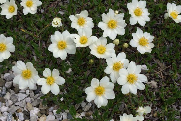 Dryas