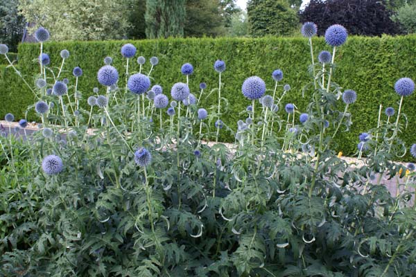 Echinops bannaticus 'Blue Globe'