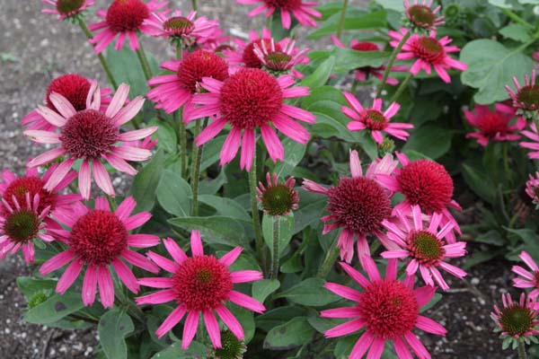 ECHINACEA 'Delicious Candy'