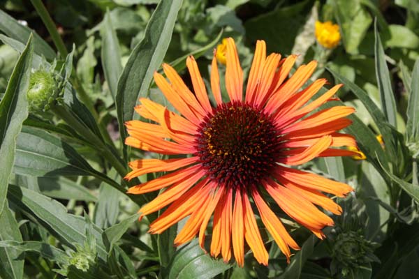 Echinacea 'Flame Thrower'