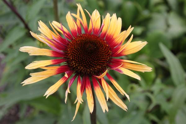 ECHINACEA 'Funky Yellow'