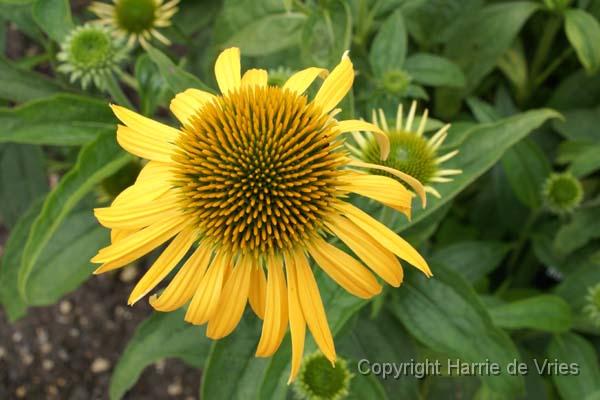 Echinacea 'Harvest Moon'