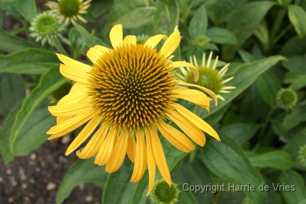 ECHINACEA 'Harvest Moon'