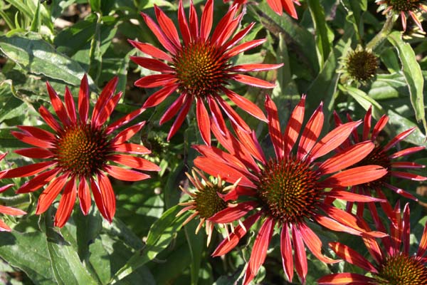 ECHINACEA 'Hot Summer'