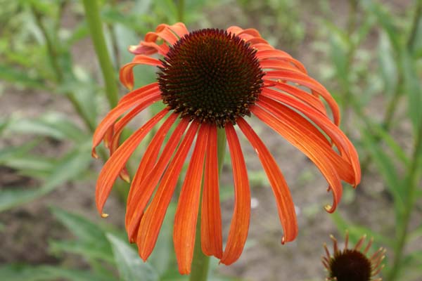 ECHINACEA 'Indian Summer'