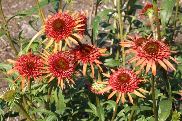 ECHINACEA 'Irresistible'