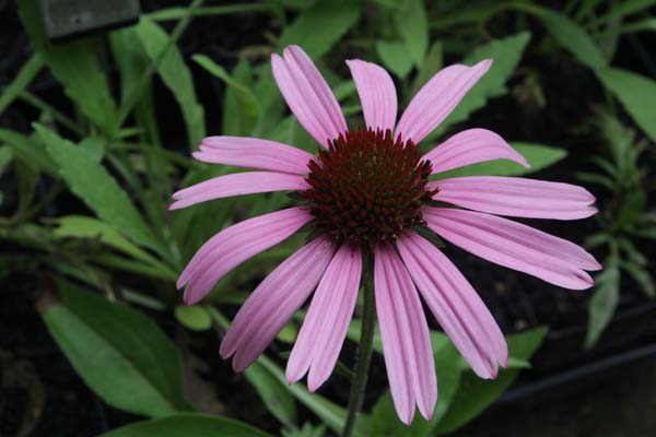 ECHINACEA 'Meditation Pink'