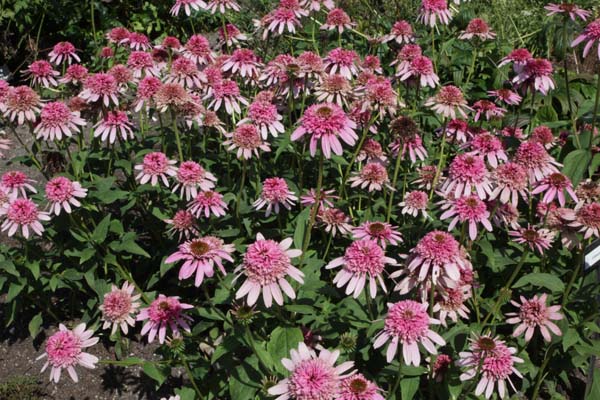 Echinacea 'Pink Sorbet'