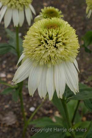 ECHINACEA purpurea 'Coconut Lime'