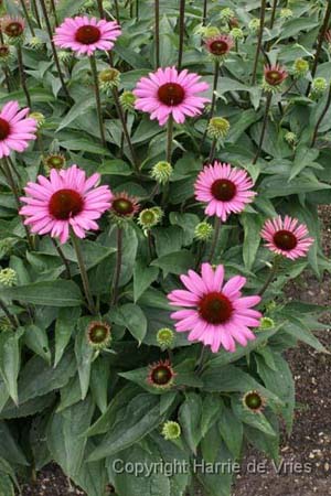 Echinacea purpurea 'Elton Knight'
