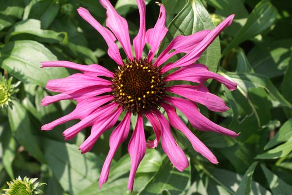 Echinacea purpurea 'Purple Emperor'
