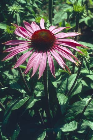 Echinacea purpurea 'Maxima'