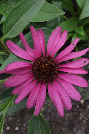 Echinacea purpurea 'Purple Emperor'