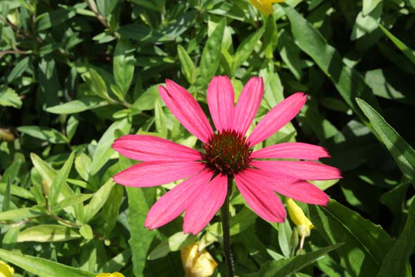 ECHINACEA purpurea 'Glowing Dream'