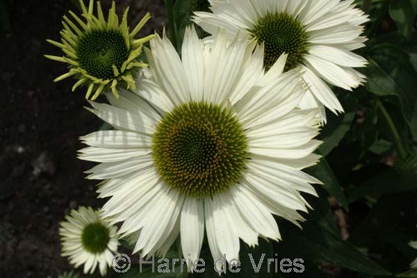 Echinacea purpurea 'Virgin'