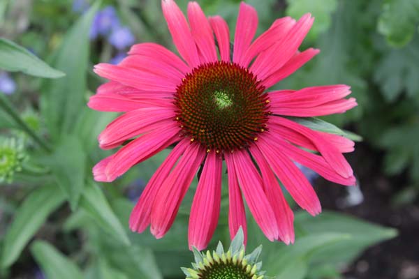 ECHINACEA 'Red Effect'