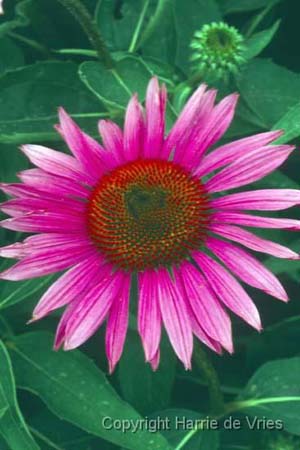 Echinacea purpurea 'Rubinstern'