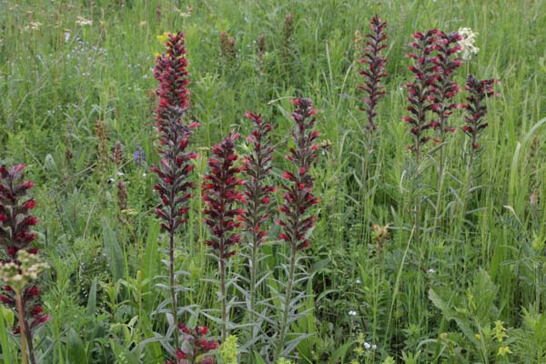 Echium russicum