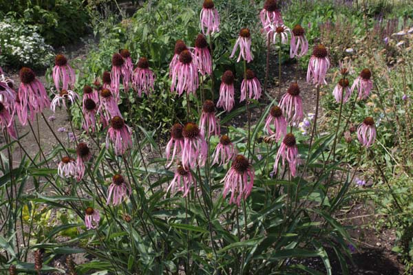 ECHINACEA sanguinea